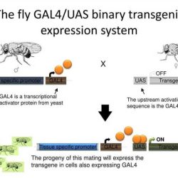 Transgenic fly virtual lab worksheet