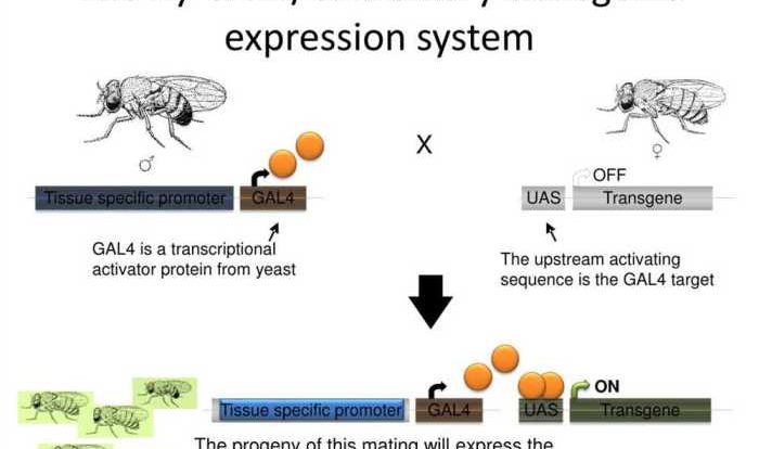 Transgenic fly virtual lab worksheet