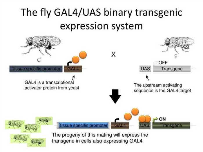 Transgenic fly virtual lab worksheet