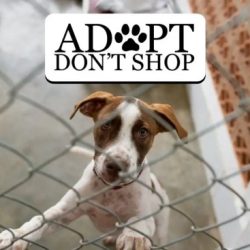 Adopt don't shop persuasive speech