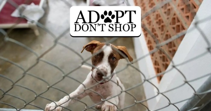 Adopt don't shop persuasive speech