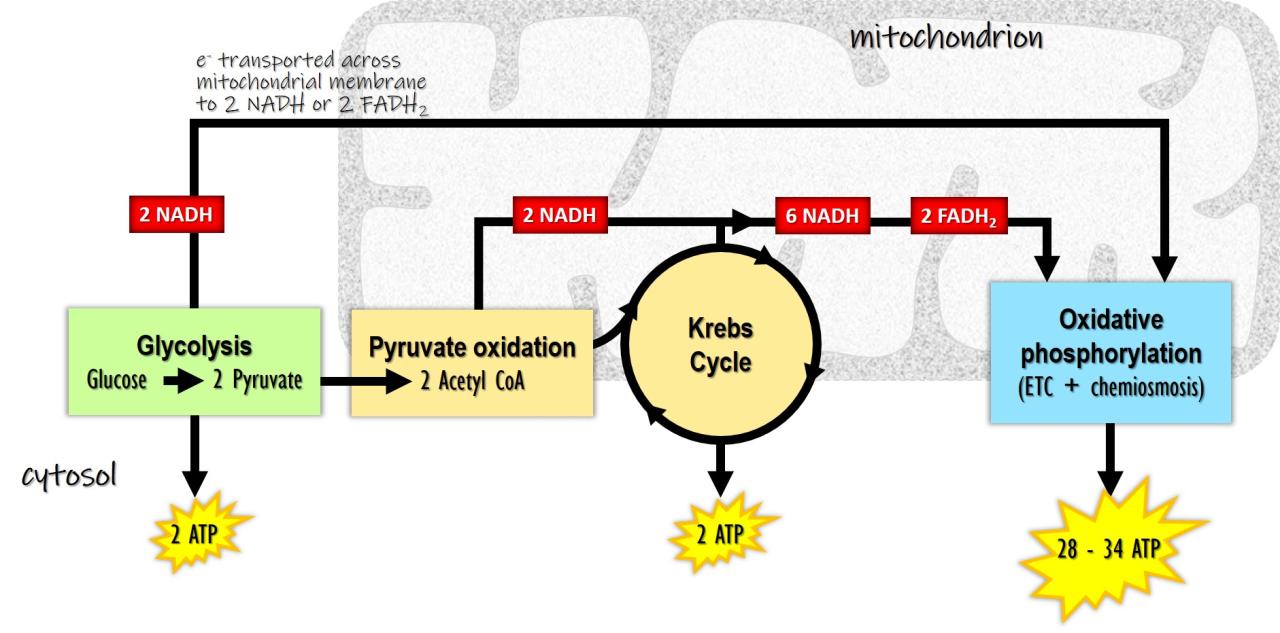 Cellular respiration an overview pogil