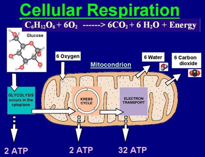 Respiration cellular