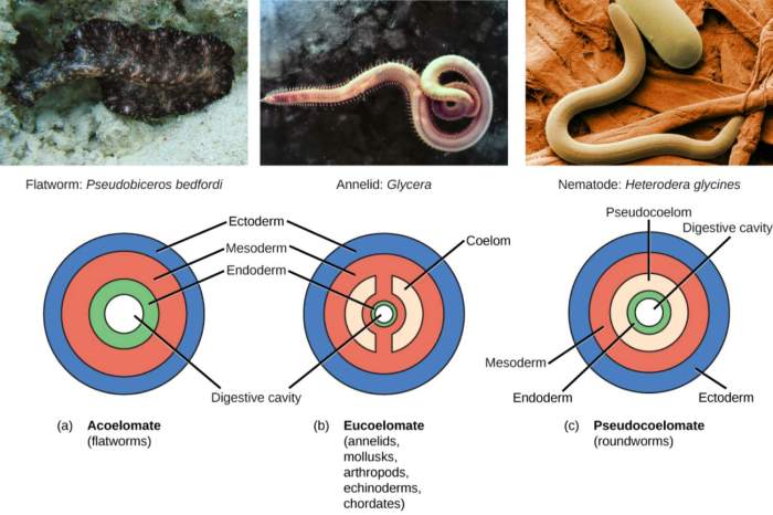 Compare the anatomy of arthropods answer key