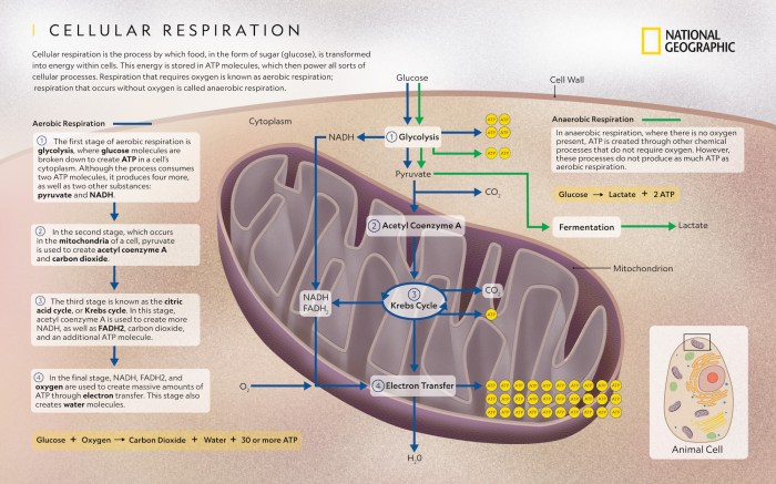 Pogil cellular respiration overview key pdf