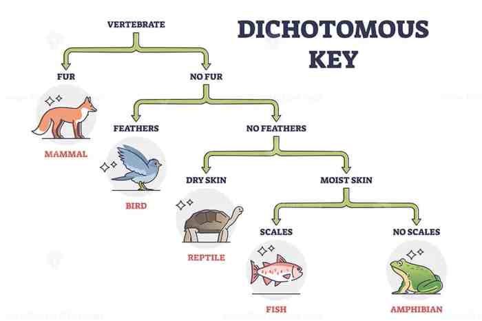 Dichotomous keys using smiley faces