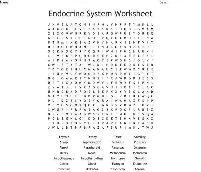 Endocrine system word search answers