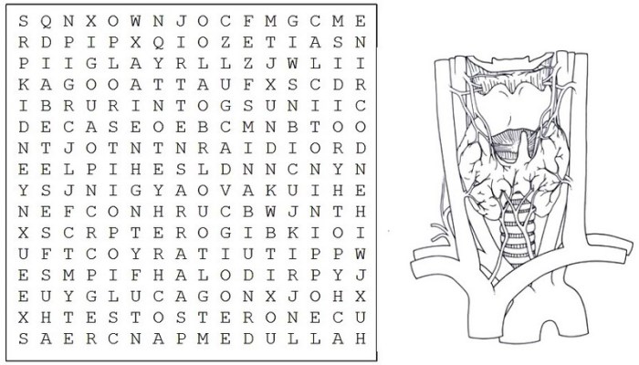 Endocrine system word search answers