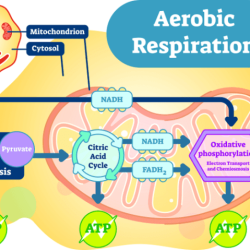 Cellular respiration an overview pogil