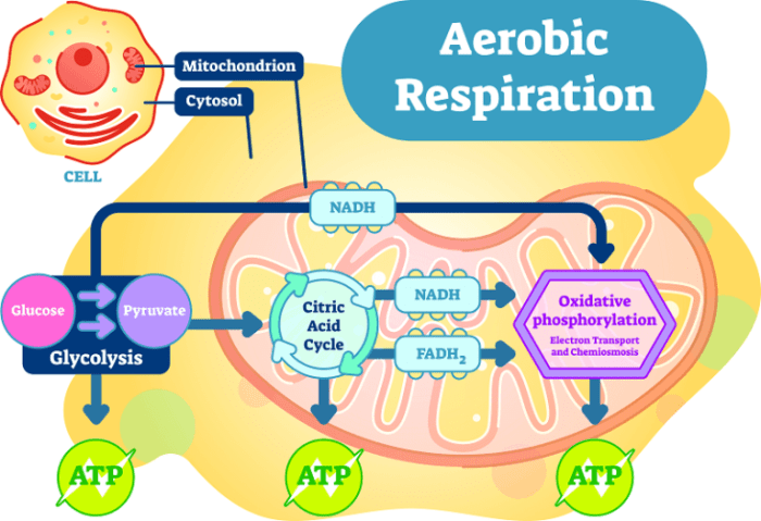 Cellular respiration an overview pogil