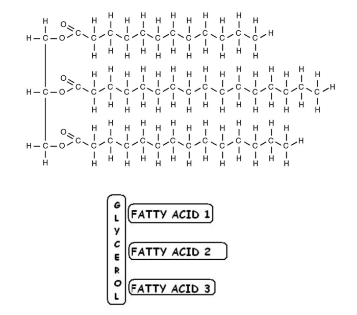 Triglycerides