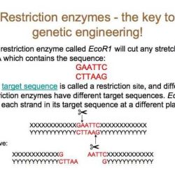 Restriction enzyme hw