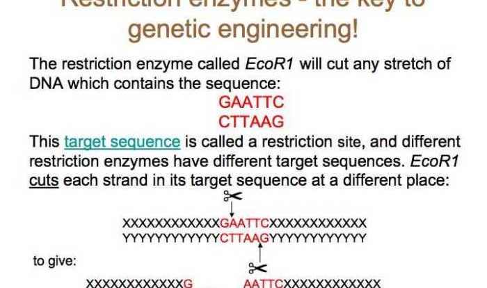 Restriction enzyme hw