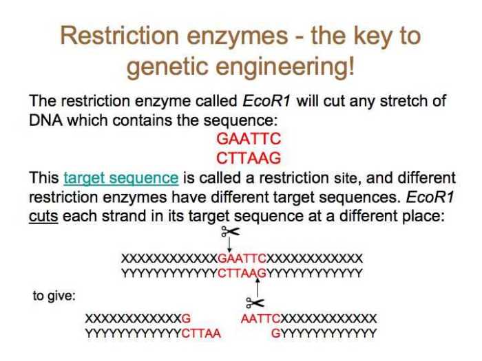 Restriction enzyme hw