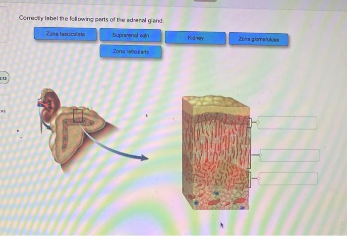 Correctly label the following parts of the adrenal gland