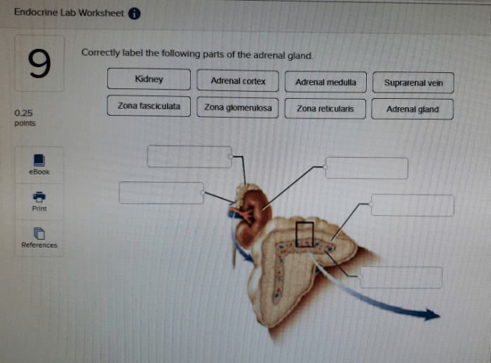 Correctly label the following parts of the adrenal gland