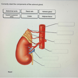 Adrenal gland cortex glands medulla hormones cortisol adrenalectomy produces adrenals catecholamines divisions