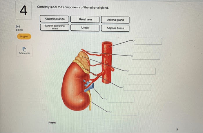 Adrenal gland cortex glands medulla hormones cortisol adrenalectomy produces adrenals catecholamines divisions