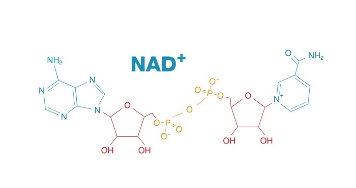 Which coenzyme is the electron acceptor in the following reaction