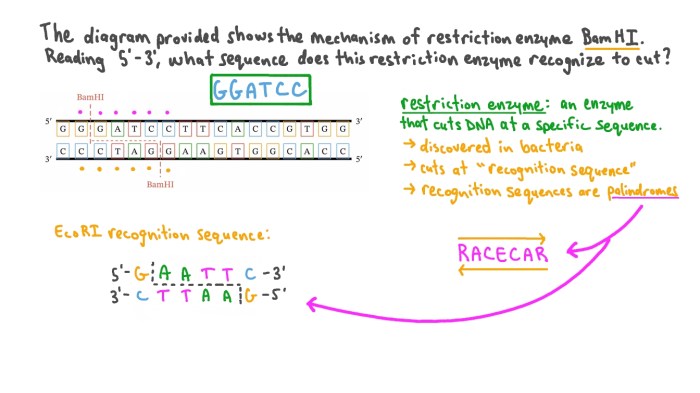 Restriction enzyme analysis questions answer key